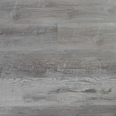 SPC Aprikose 2436 Alfa